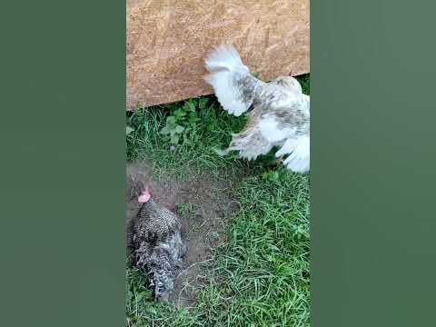 Петушара - YouTube