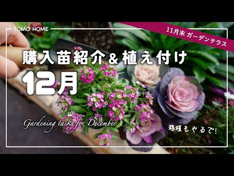 Yoppi クリスマスローズ 小苗 SDノスタルジア セルフ 1苗 ミヨシ クリスマスローズ 苗