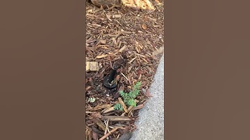 Unclogging a clog sprinkler #viral