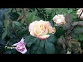 ✿➽ Розы вдоль  дорожки в июле 🌺🌿 сезон 2020 🌺🌿