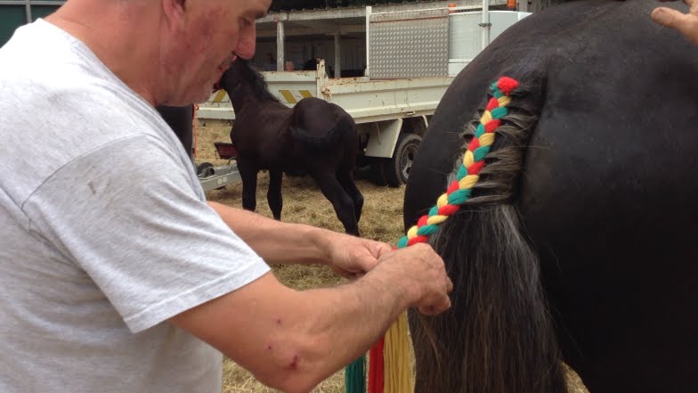 Concours De Percherons Youtube