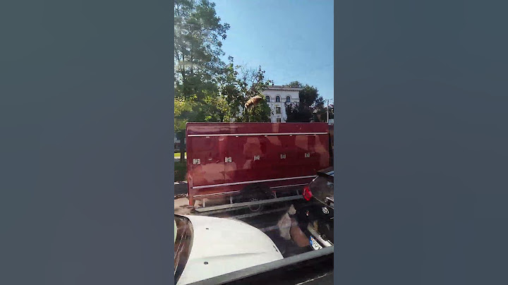 A honeybee sitting on a bus window