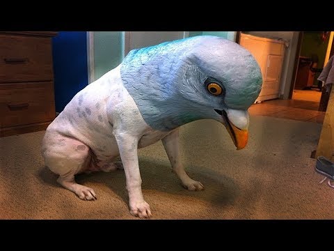 Я РЖАЛ ПОЛ ЧАСА / СМЕШНЫЕ ЖИВОТНЫЕ , КОТЫ СОБАКИ И ДРУГИЕ