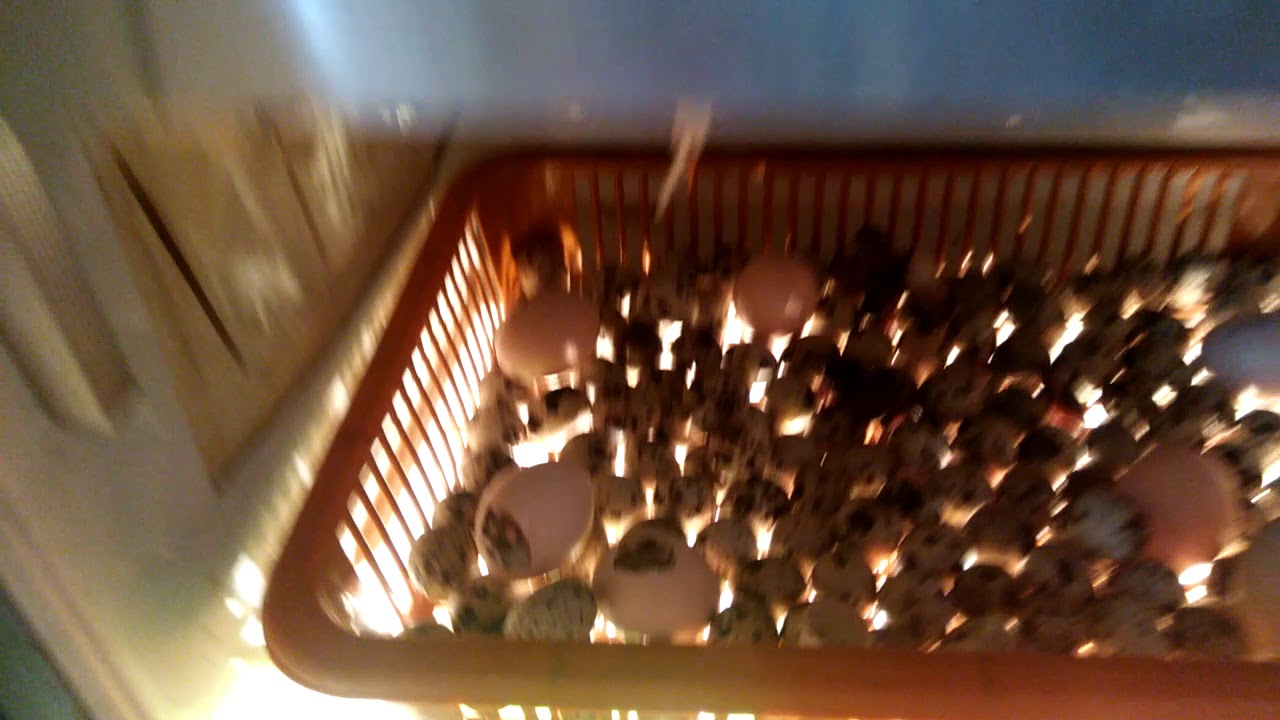 incubator For chicken eggs മിഷ്യനിൽ മുട്ട വിരിയുന്ന കാഴ്ച്ച. - YouTube