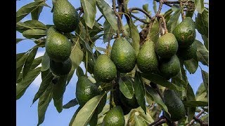 How To Plant Avocado In Pot To Fruit Fast For Beginners