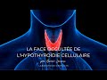 La face occulte de lhypothyrodie cellulaire  janvier 2024