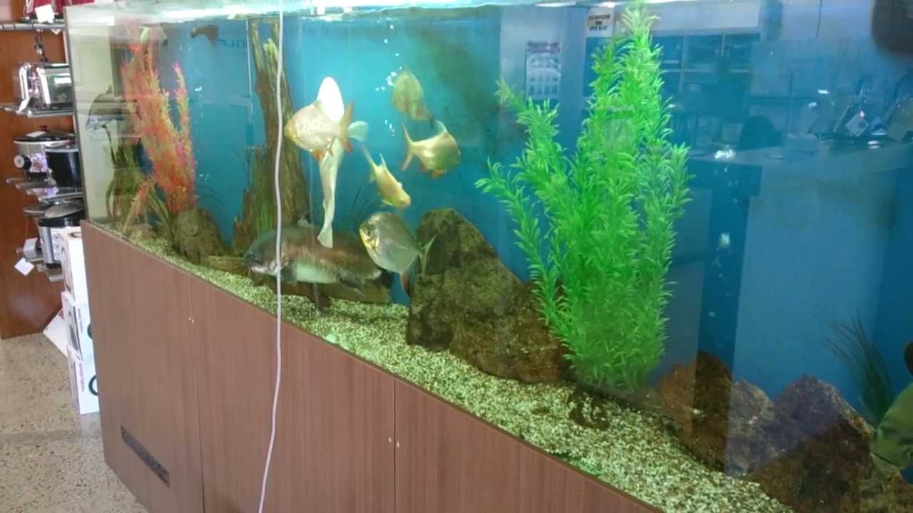 The Largest Plastic Plants Available In Australia YouTube