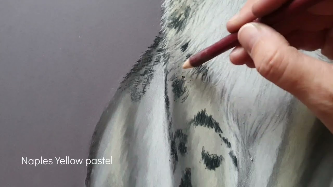 Irbis - kresba pastely / Drawing with pastels