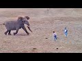 Elephants show tourists why you shouldnt get out your car