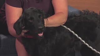 Meet Odin: WTAP’s Pet of the Week