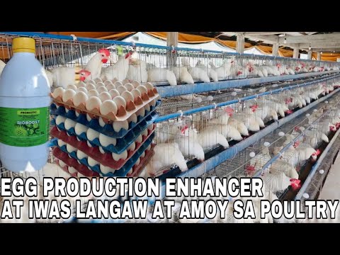 Video: Paano Pakuluan Ang Mga Itlog Sa Isang Dobleng Boiler