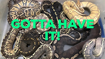 The GHI, Gotta Have It. - My Kryptonite Ball Pythons