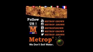 METROP GROWN: Dinafem Sweet Deep Grapefruit on Metrop