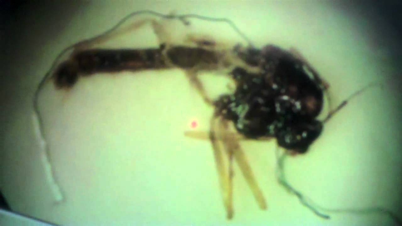 Morgellons Hastalığı Morgellons Hastalığı