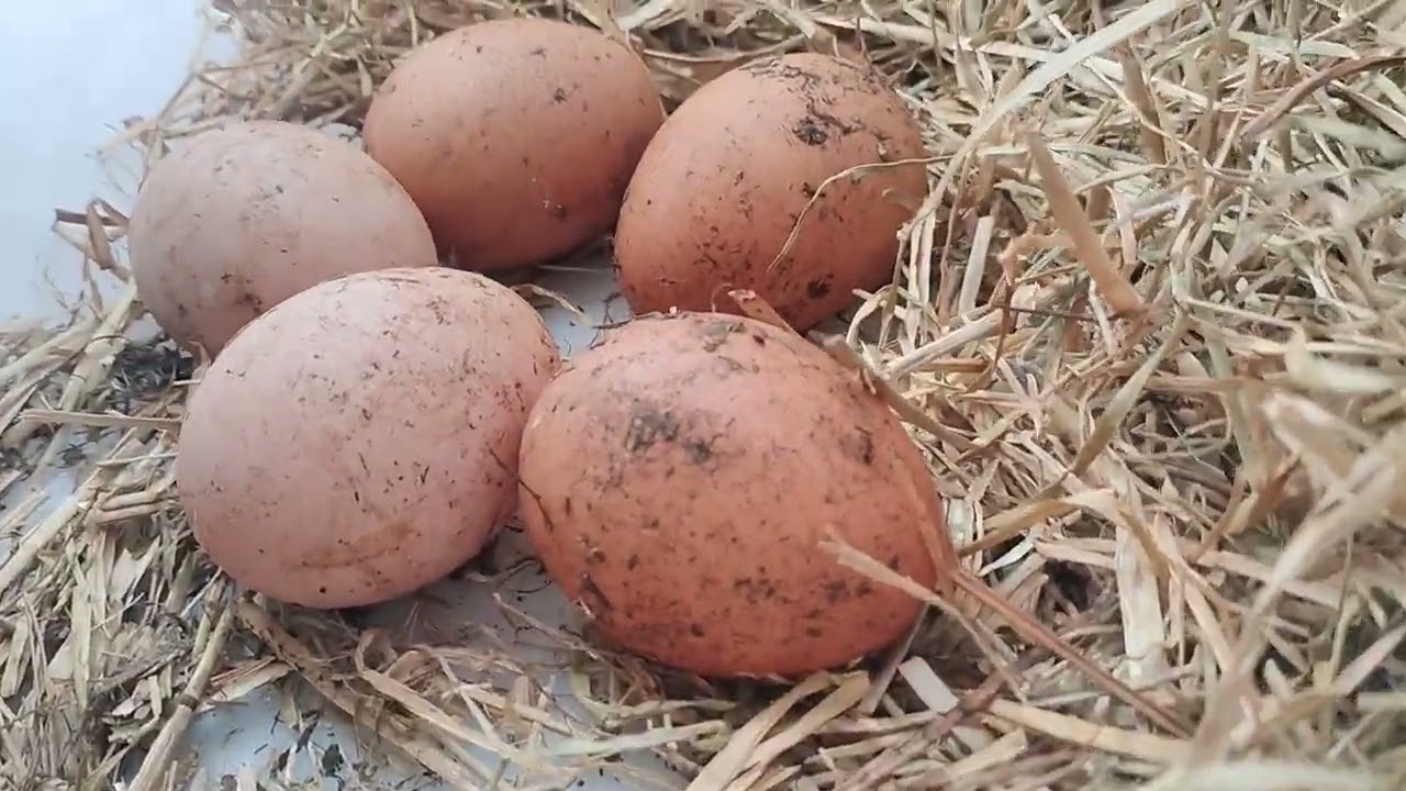 ลงทุนครั้งเดียว เลี้ยงไก่ไฮบริดง่ายๆๆเลี้ยงได้ตลอดชีพ