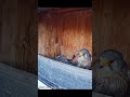 Kestrels: morning food delivery @C.S-t4x #birds #nature #wildlife