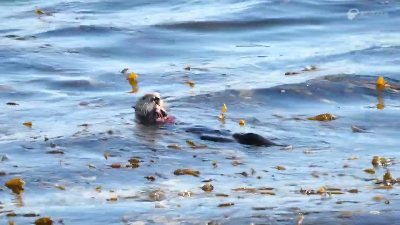 Kurage con 2024 in Monterey ～野生動物編～ | えのすいトリーター