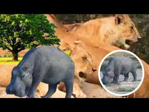 VITA KIBOKO SIMBA Na MAMBA