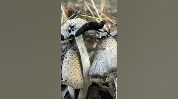 The fractal teacher..#mycology#fungus #network#connect#grounding#mycelium#fungusamongus #tealswan