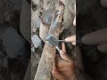 Hand-Forged Coconut Scraper #shortsfeed #blacksmith