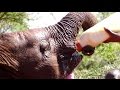 Cutest baby elephants! Snippets from our hour at David Sheldrick Wildlife Trust nursery