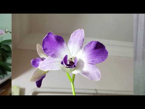 Video: Dendrobium Phalaenopsis խոլորձ (23 լուսանկար). Ծաղկի նկարագրություն, տնային խնամք, բուծման մեթոդներ