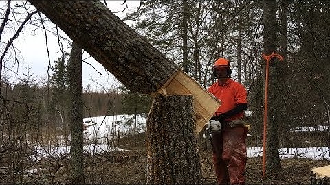 TREES THAT DON’T LIKE HINGE CUTTING: Tongue & Groove Tree Felling