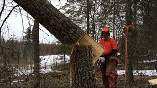 TREES THAT DON’T LIKE HINGE CUTTING  Tongue & Groove Tree Felling