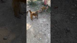 Bandar Hanuman Monkey Bala Ji Sankat Mochan Monkey Shorts