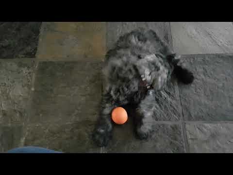 Bouvier Puppy Babbe Playing With Her Ball Gets Spooked By Her Sister S Vinou Bark
