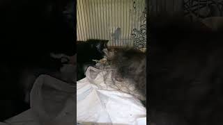 Манулы любят рыбу #котята #кошки #еда by Кошки Котики Коты 25 views 1 month ago 2 minutes, 19 seconds