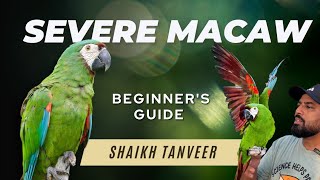 Severe Macaw  Complete Guide | Detailed Review  | Chestnut Fronted Macaw | Mini Macaws