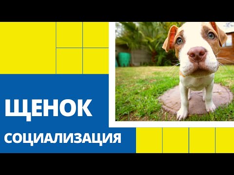 Вопрос: В каком возрасте нужно начинать воспитывать щенка?