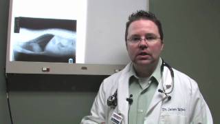 Dog & Cat Diseases : Canine Asthma Symptoms