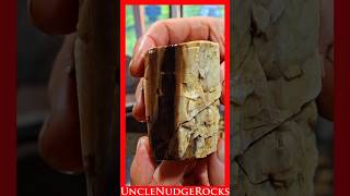 Rock Saw Cutting Pet Wood + Old Stumps! #282 Shorts #rockhounding #lapidary #rockcutting #oldgrowth