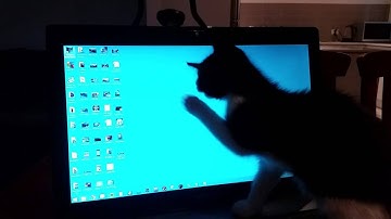 Cat attacks cursor + Skrillex