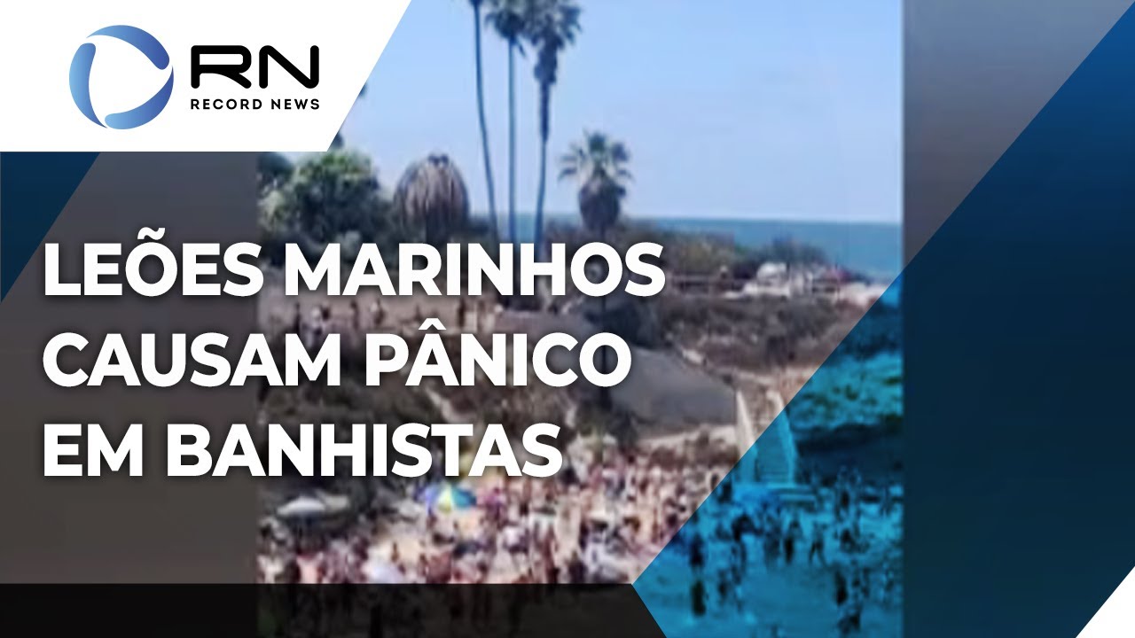 Leões marinhos causam pânico em banhistas