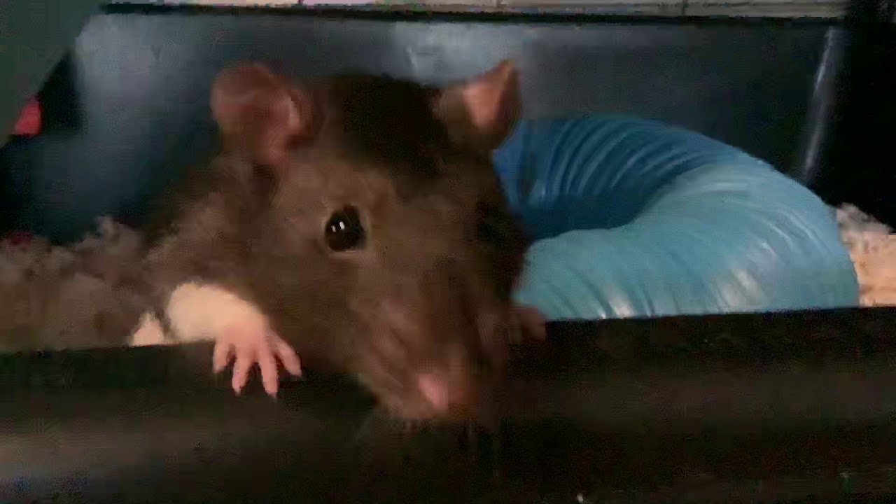 Meet my rats!! - YouTube