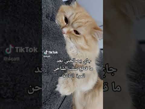 هو انت تاني عايز حناني