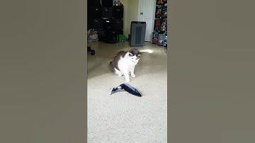 An honest review of the flopping fish cat toy from Amazon
