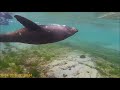 Kaikoura: Nadando con focas
