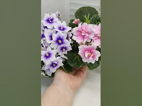 Фиалки Р-Дурман и Р-Дурман Сладкий - YouTube