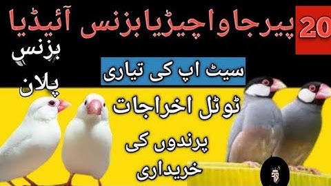 java Sparrow 20 pair business idea|Best business idea|business plan |Urdu|Hindi