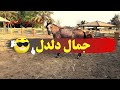 جمال وهيبة الفرس العربي الاصيل دلدل الجميلة والرائعة 