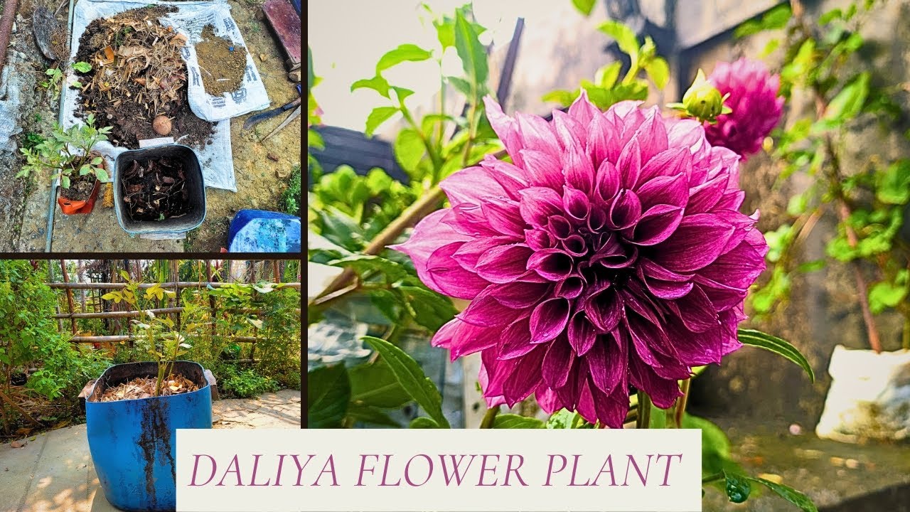 Daliya Flower Plant Dahlia Flower Planting TimeRepotting YouTube
