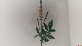 Репешок.Odermenning. Lat.: Agrimonia eupatoria. Мария Требен.
