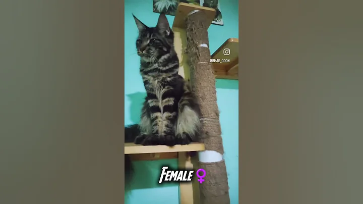 Video 10407671: female mainecoon cat, cfa cat