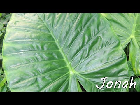 scripture about children Jonah 4
