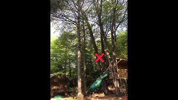 Hazard Tree Removal Explained