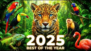 The Most Beautiful Nature I Filmed in 2025 | Relaxing 4K HDR Compilation
